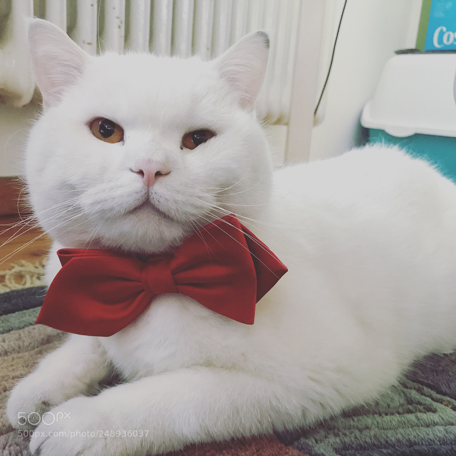 Apple iPhone 7 sample photo. Sultan the cat photography