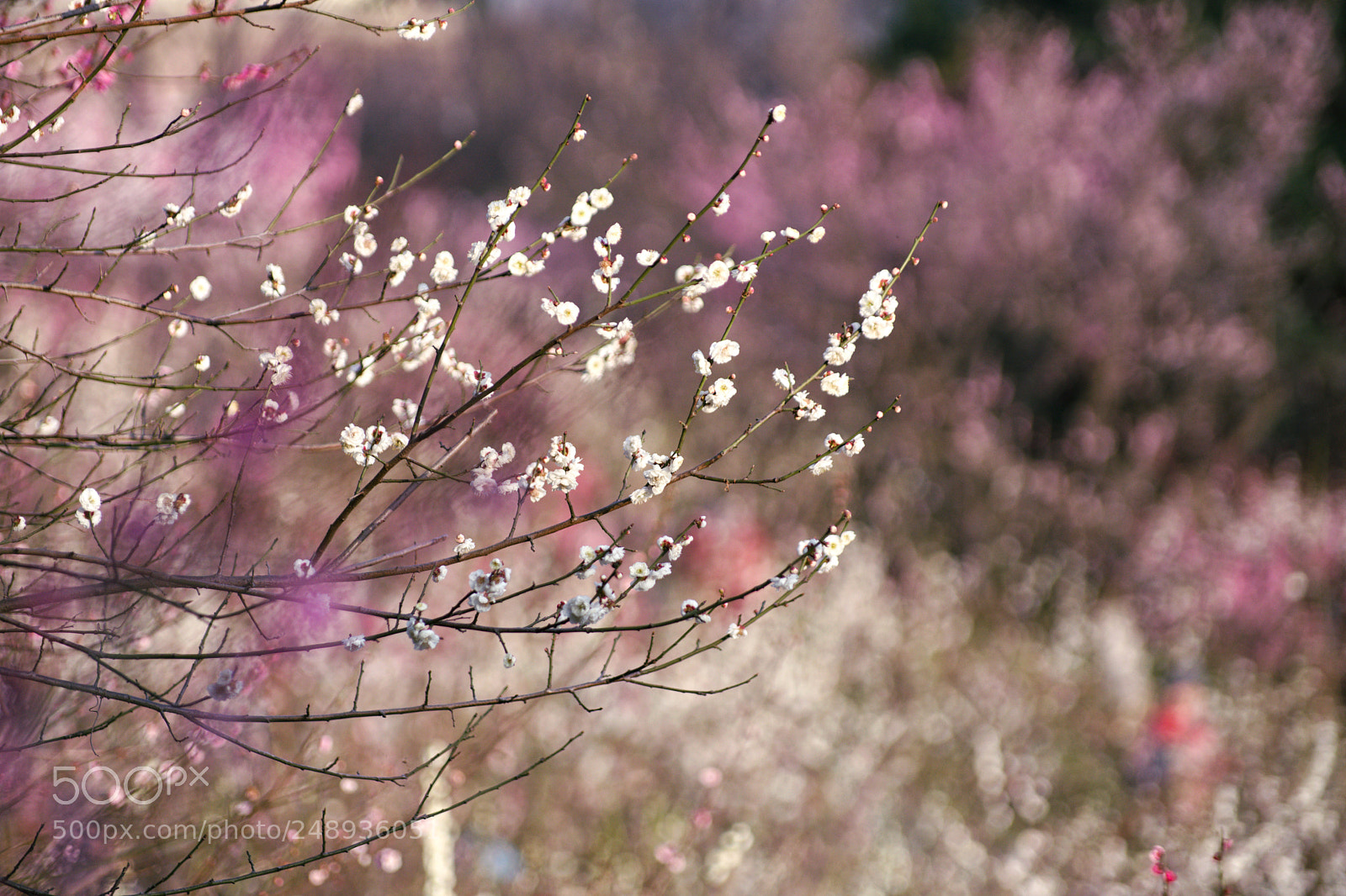 Pentax K-3 II sample photo. Spring is coming, vi photography