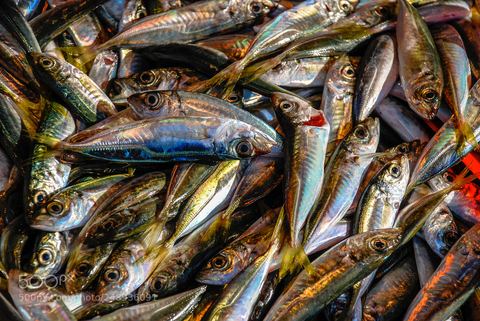Nikon D80 sample photo. Fish market, istanbul photography