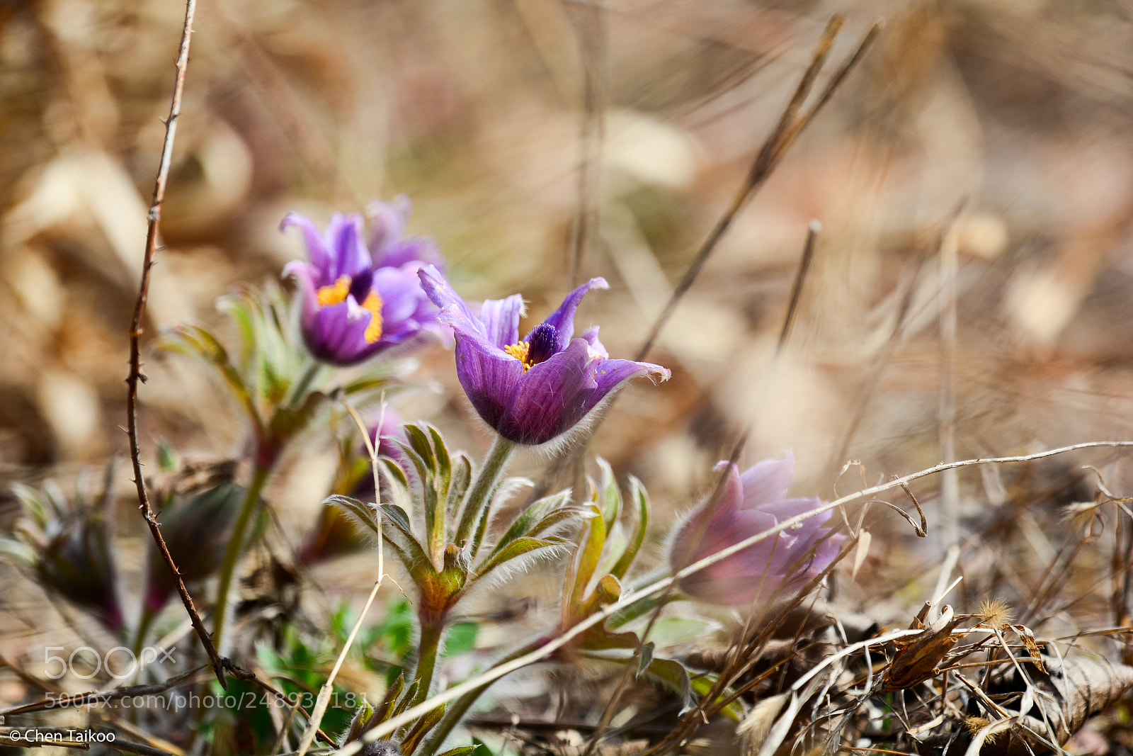Nikon D7100 sample photo. Cm photography