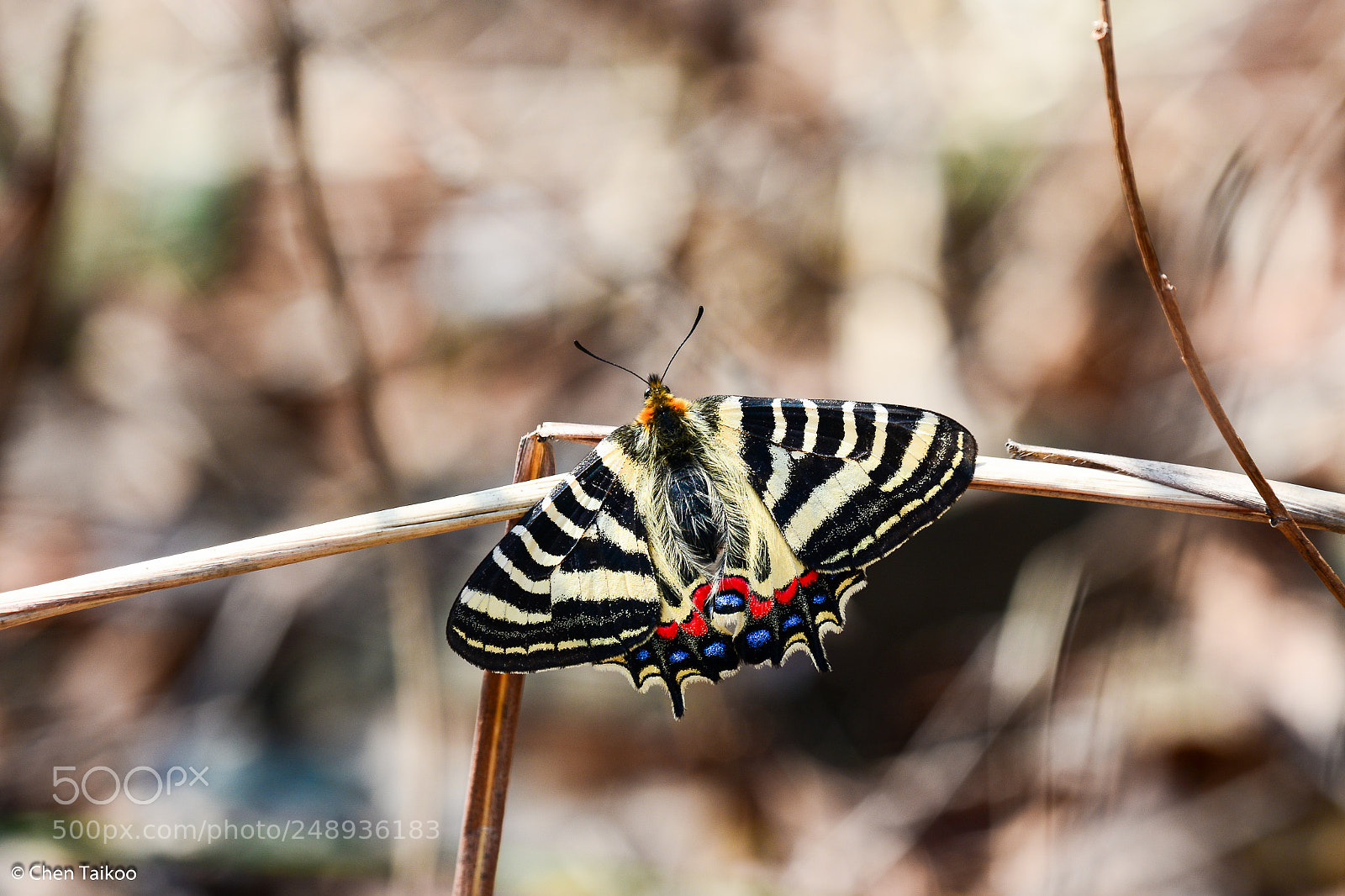 Nikon D7100 sample photo. Cm photography