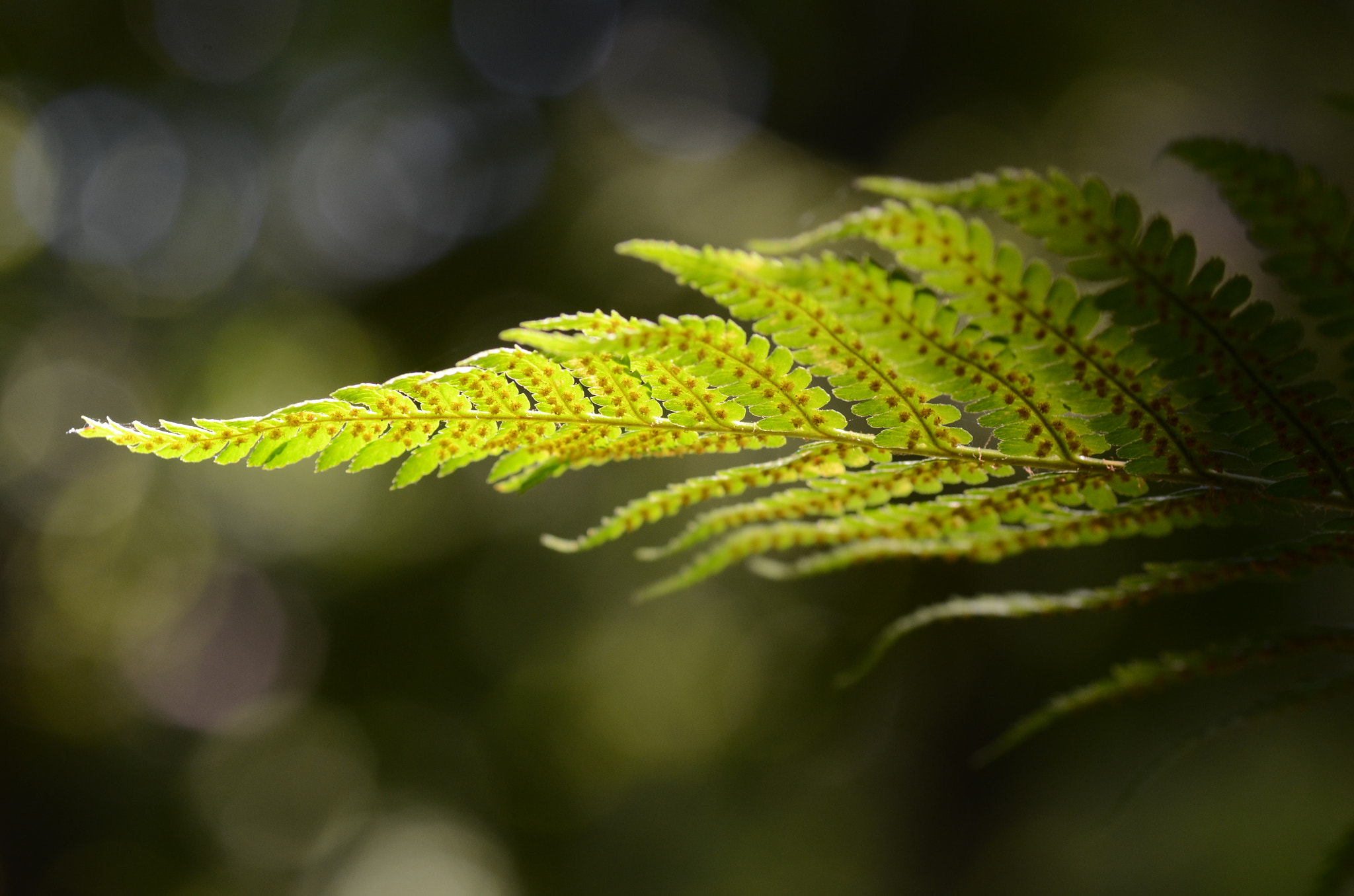 Nikon D7000 sample photo. Dryopteris filix-mas photography