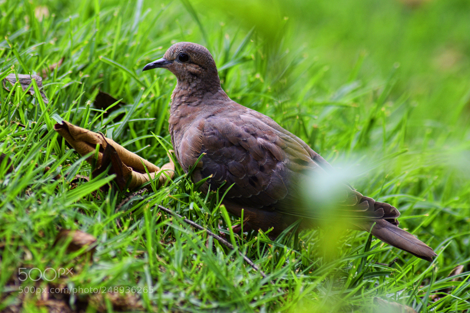 Nikon D3300 sample photo. One bird photography