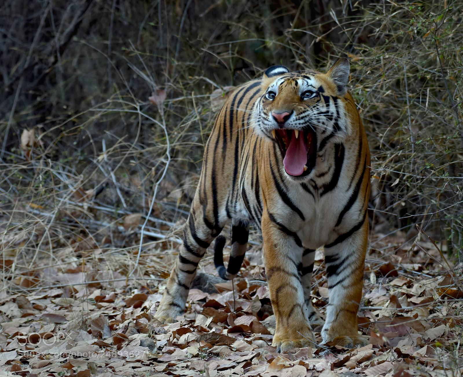 Nikon D810 sample photo. Vanbehi cub photography