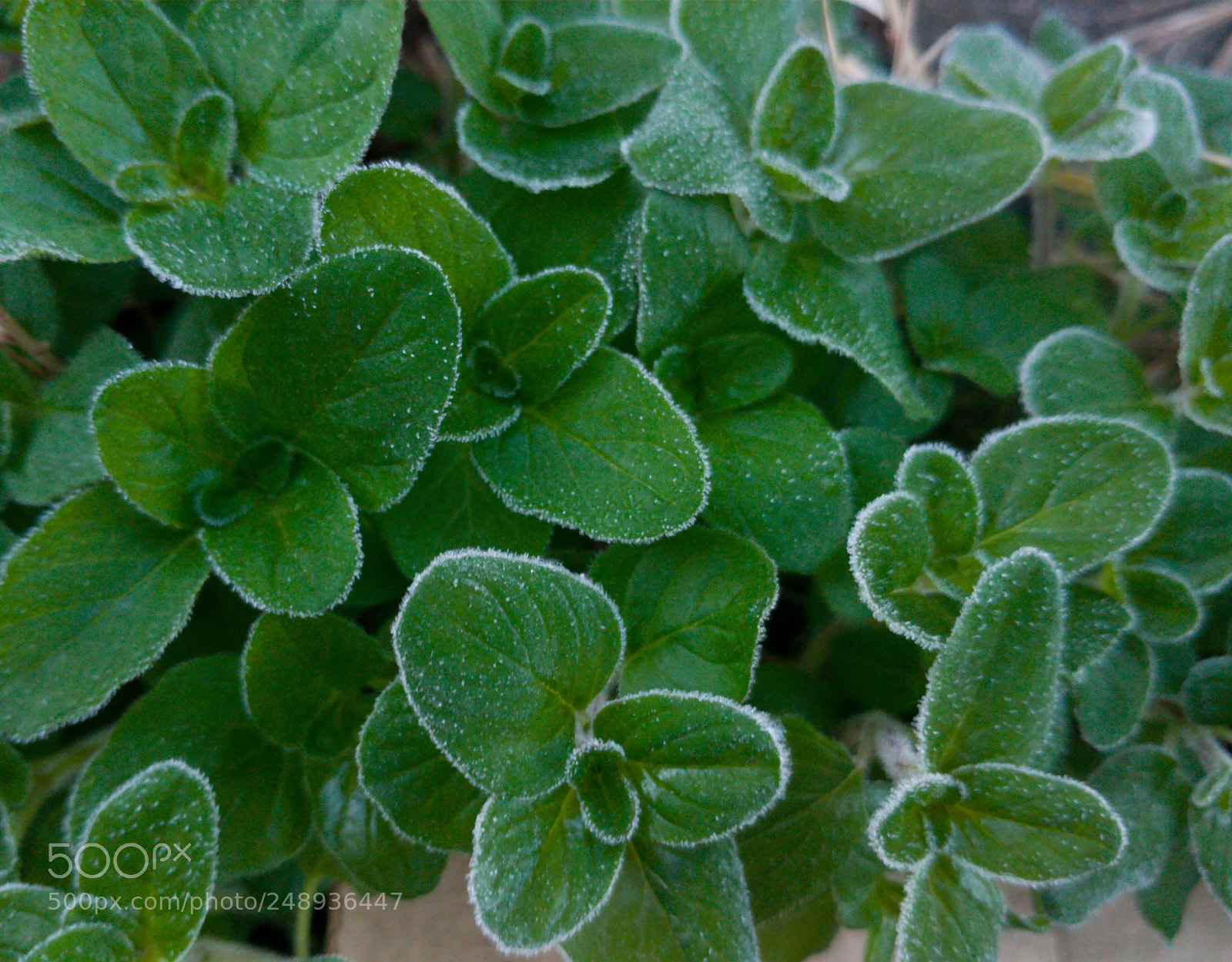 LG G5 sample photo. Frost on the oregano photography