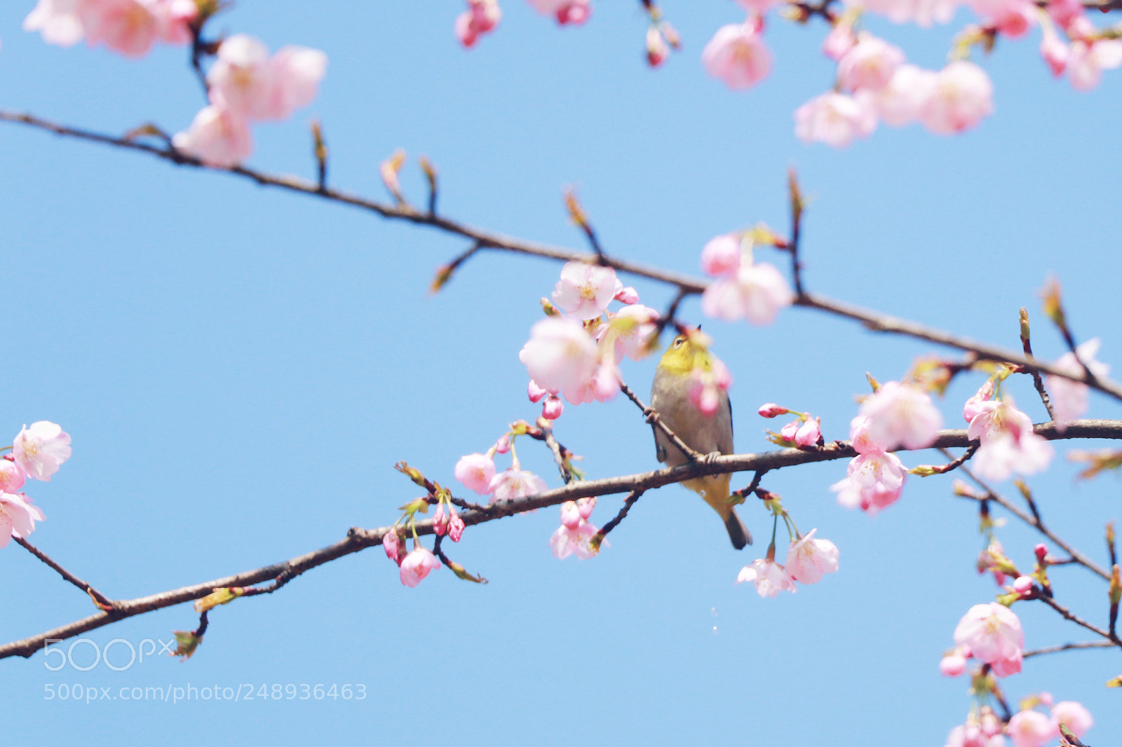 Canon EOS 80D sample photo. 小鸟 photography