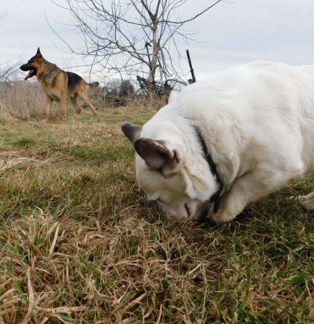 Nikon Coolpix B500 sample photo. Buddy & diego photography