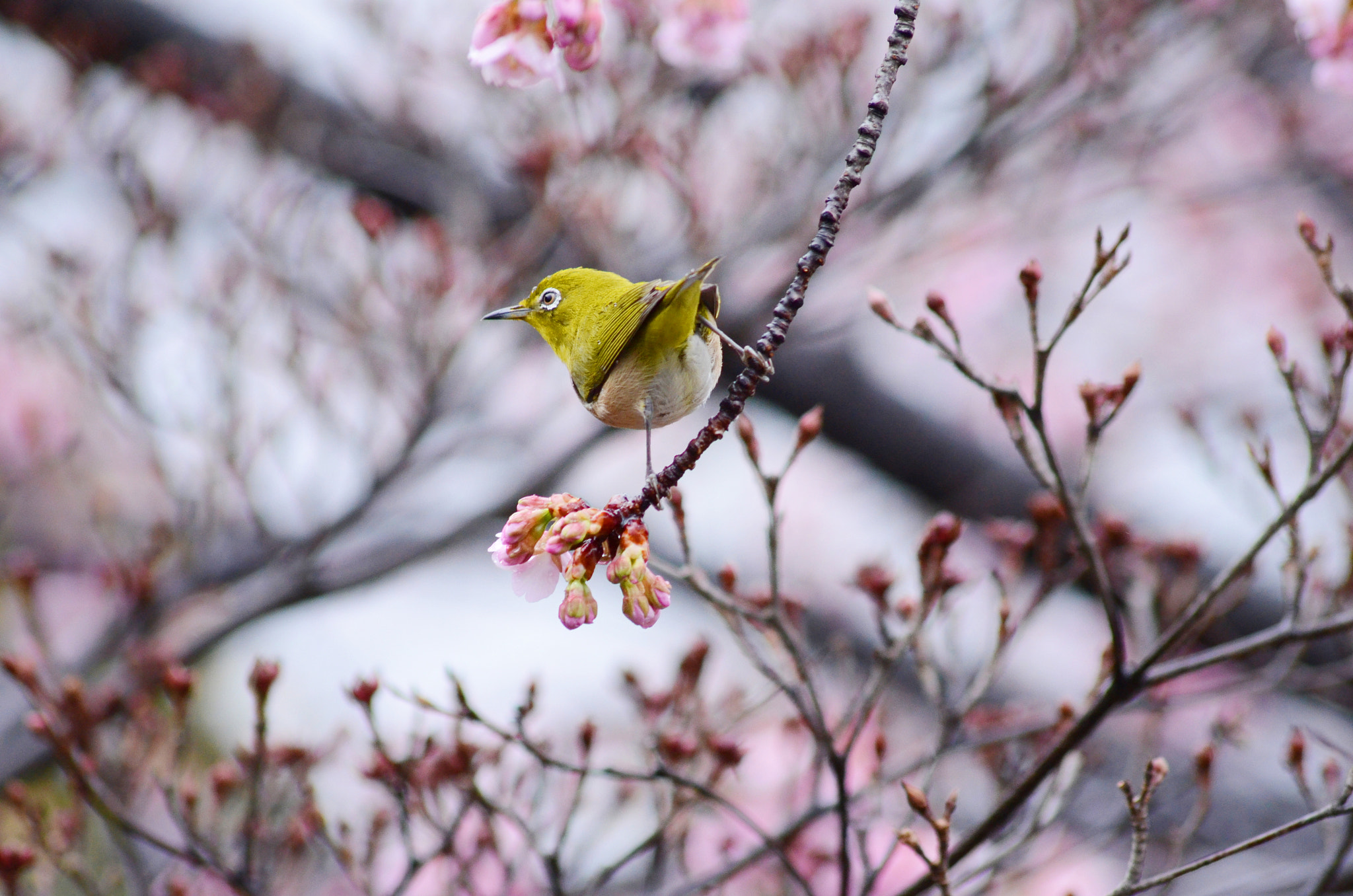 Nikon D7000 + Sigma 70-300mm F4-5.6 APO DG Macro sample photo. Bird on sakura tree photography