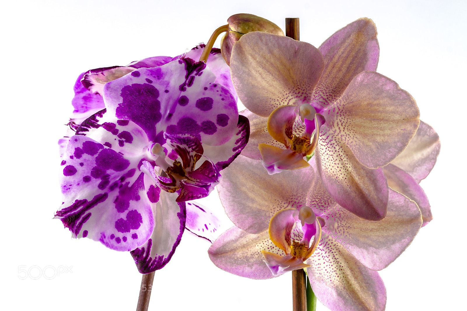 Sony SLT-A58 sample photo. Orchidee photography