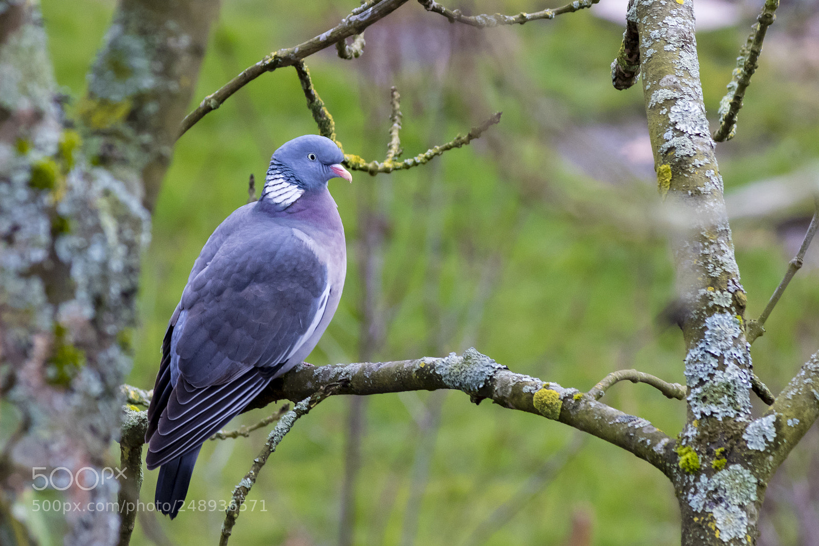 Canon EOS 80D sample photo. Pigeon photography