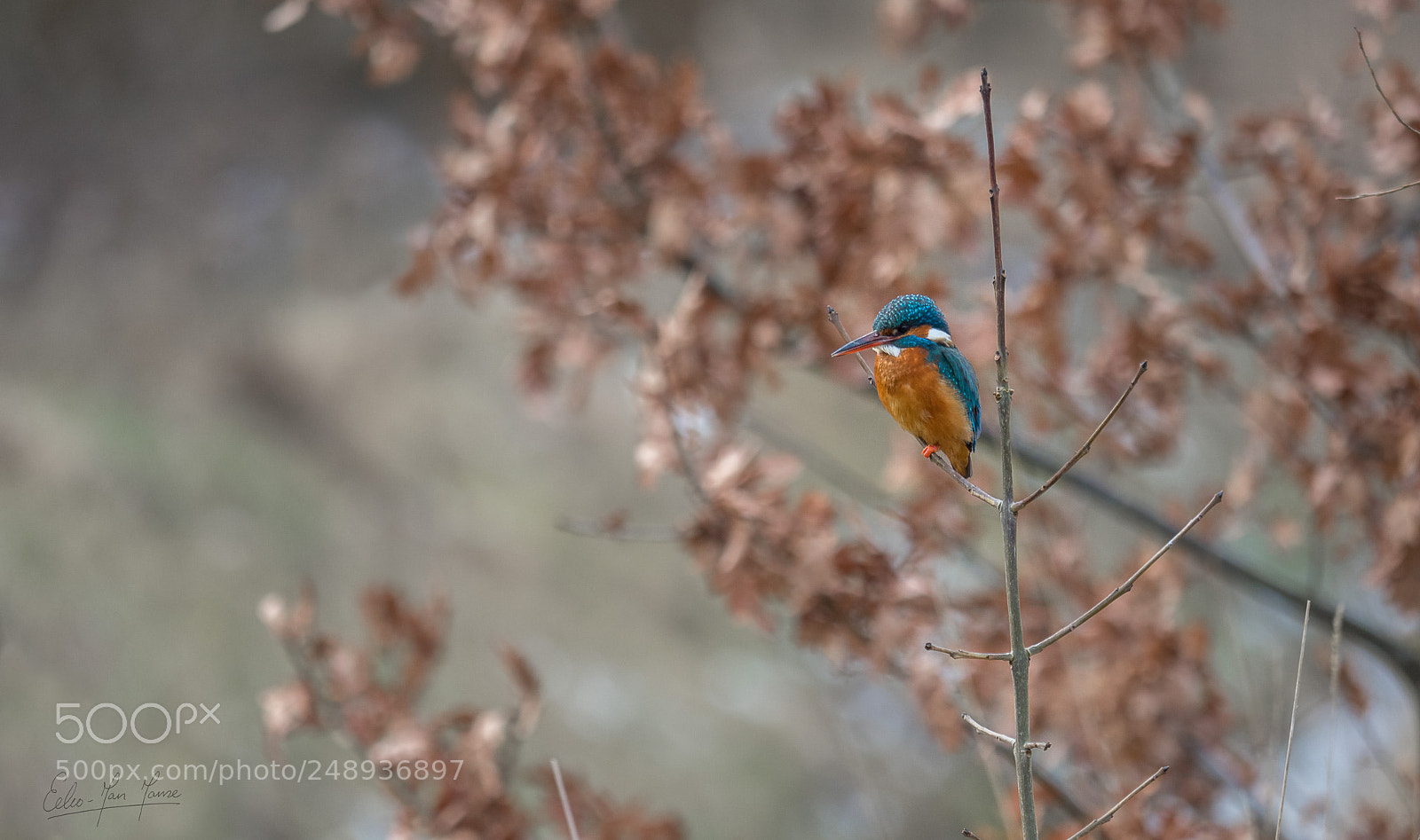 Olympus OM-D E-M1 Mark II sample photo. Common kingfisher photography