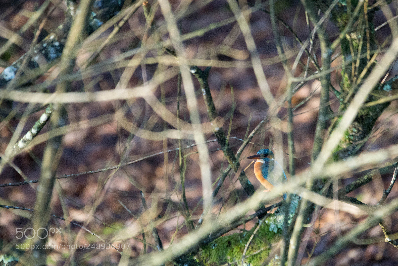Sony a6000 sample photo. Alcedo atthis photography