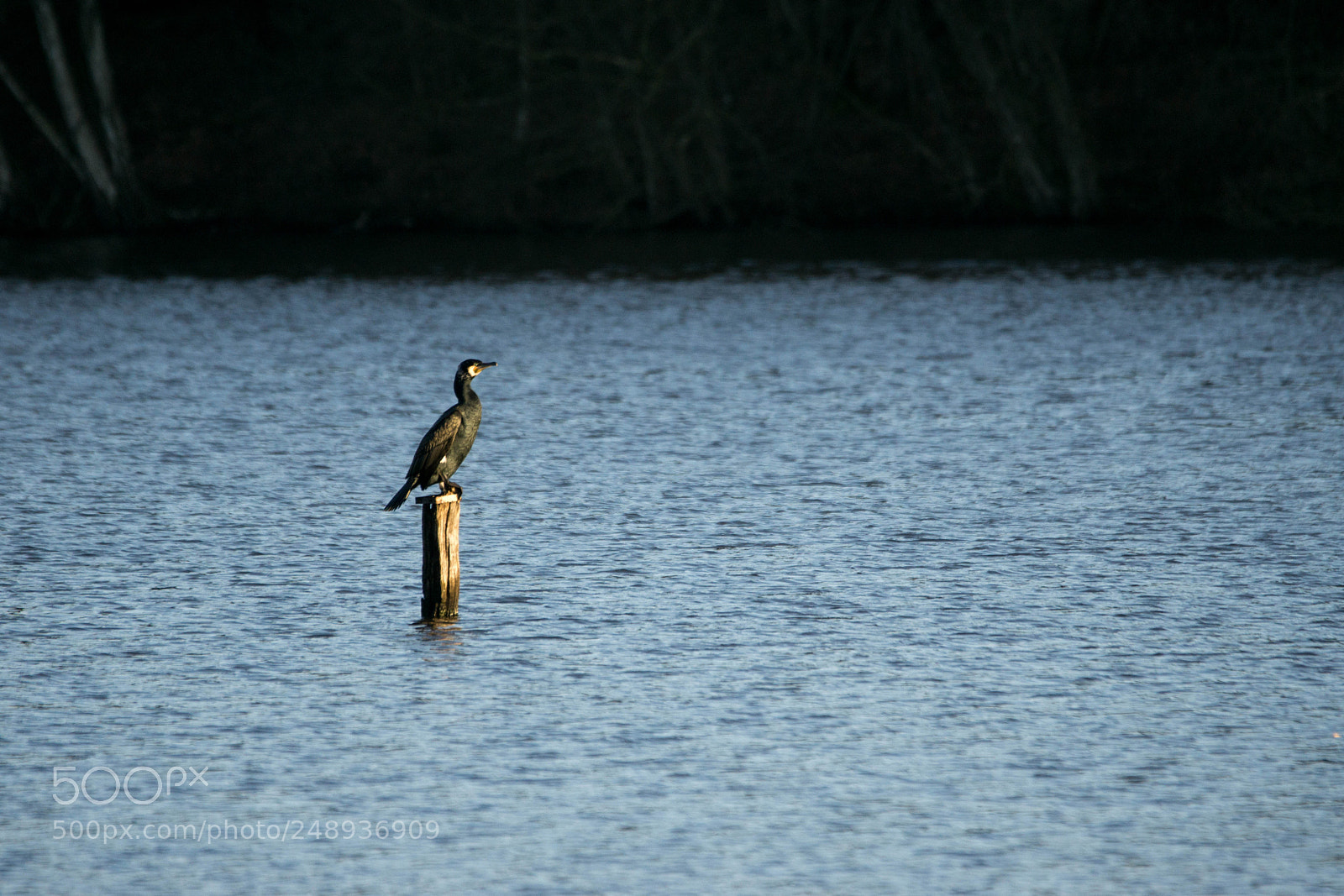 Sony a6000 sample photo. Phalacrocobax carbo photography