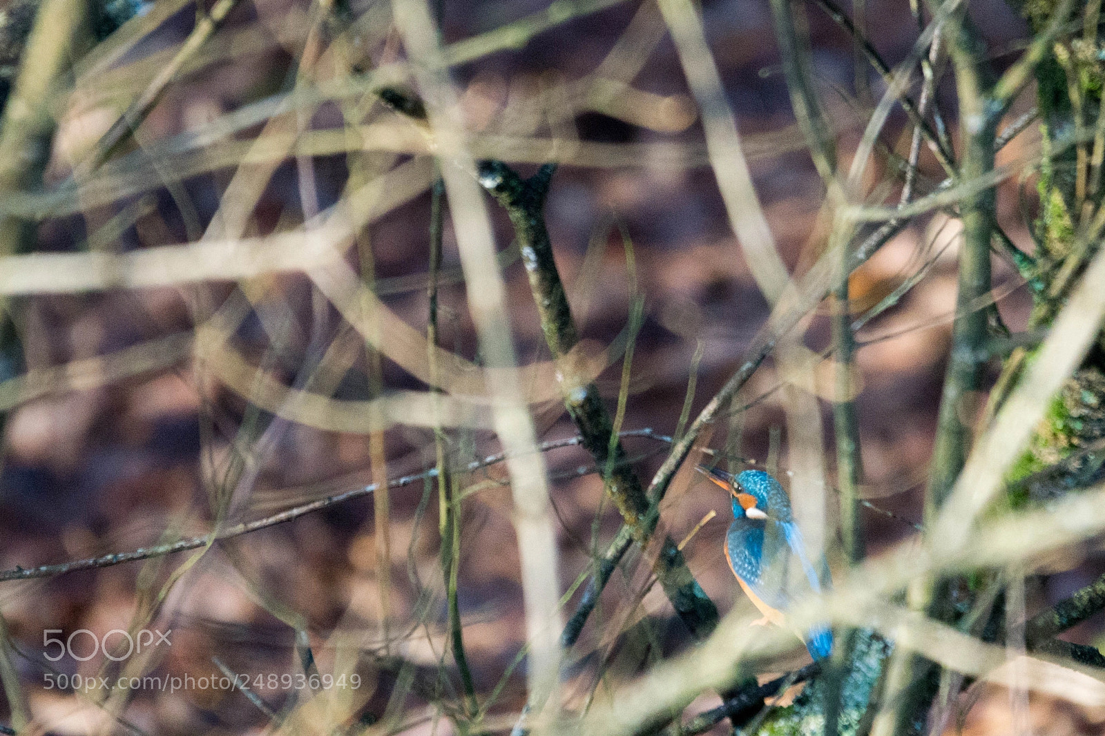 Sony a6000 sample photo. Alcedo atthis photography