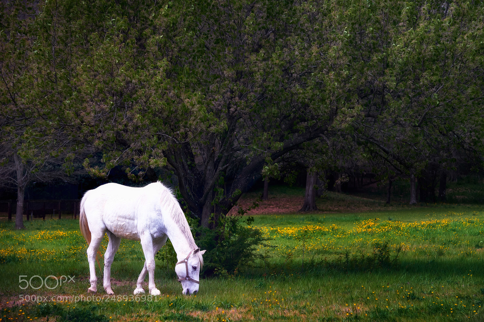 Fujifilm X-T2 sample photo. Horse in indian springs photography
