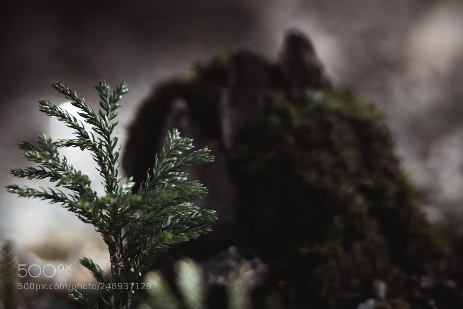 Nikon D500 sample photo. Ground pine photography