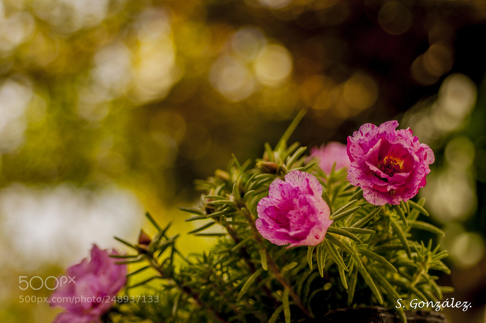 Nikon D90 sample photo. Flowers photography