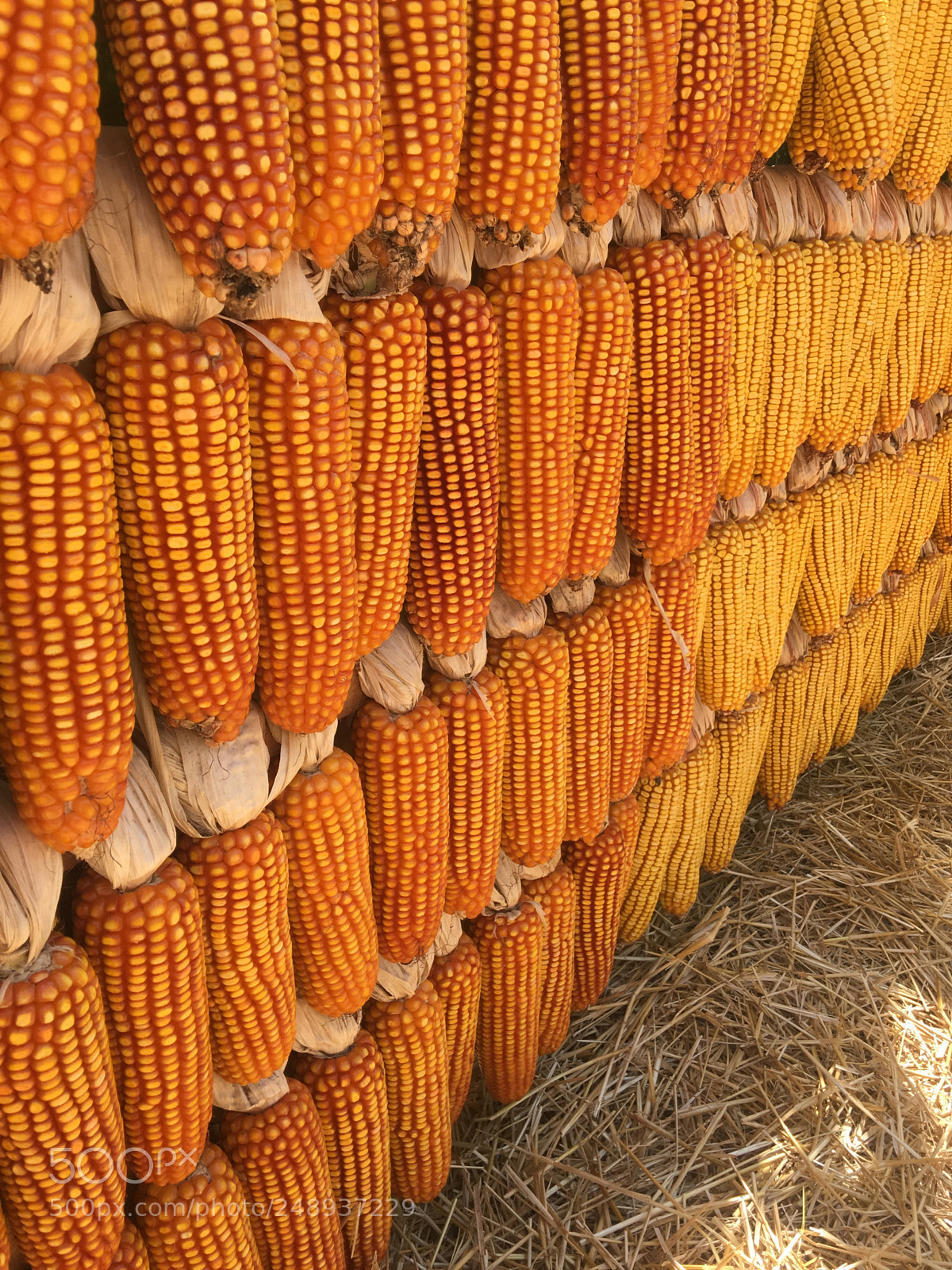 Apple iPhone 6s Plus sample photo. Corn. photography