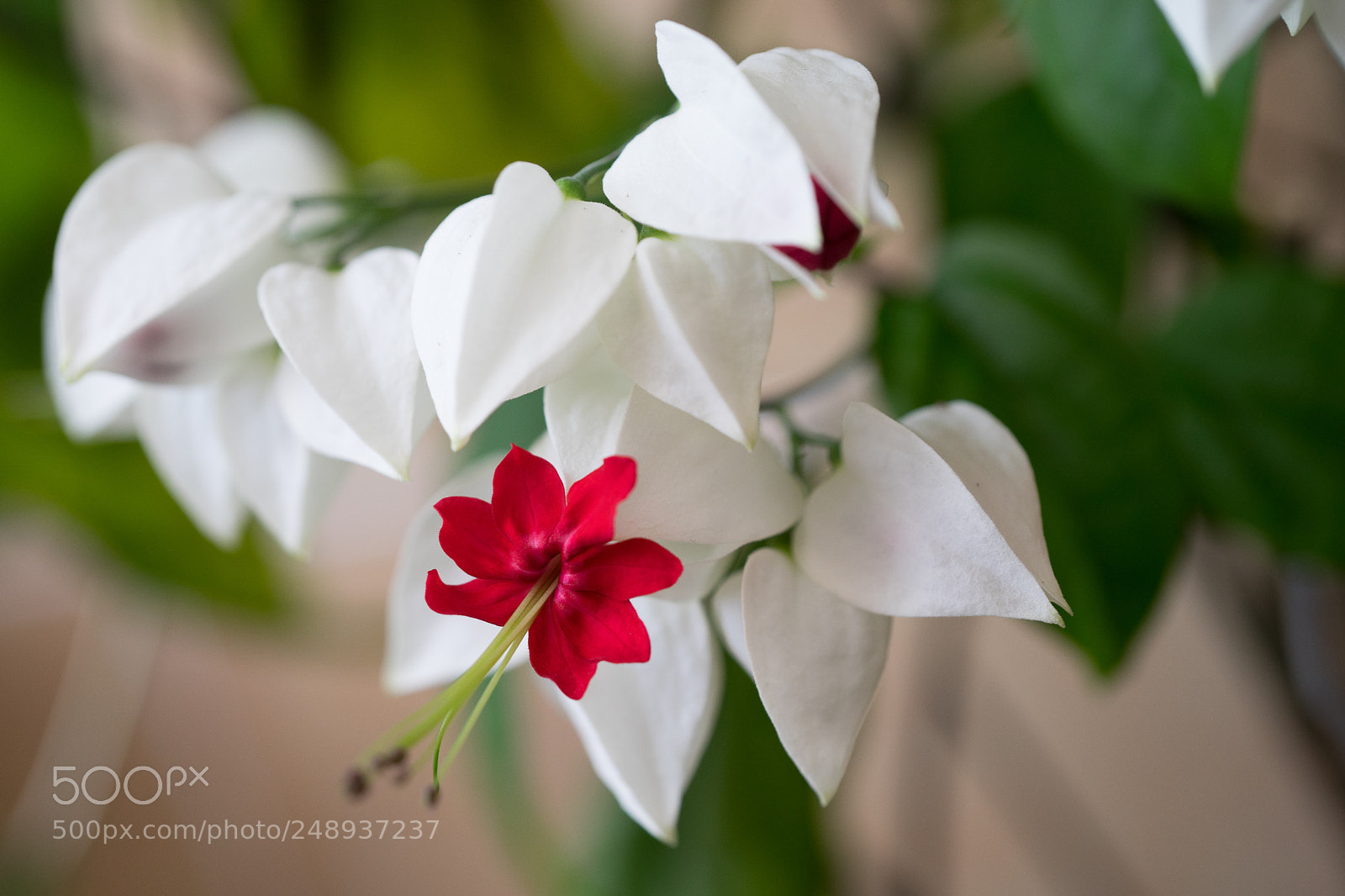 Sony a7 sample photo. Red & white photography