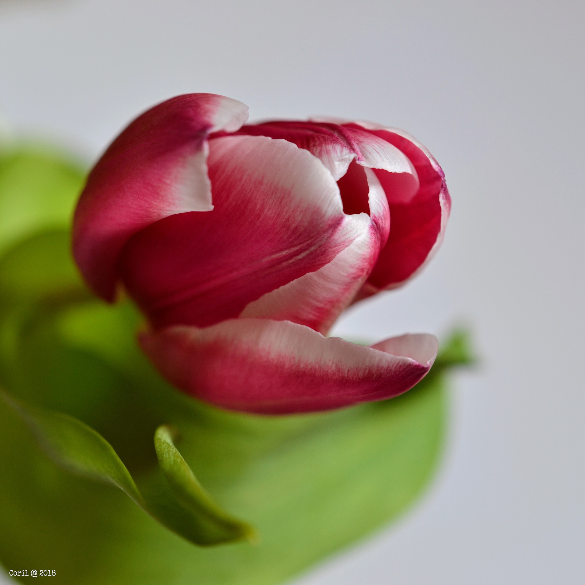 Nikon AF-S DX Micro Nikkor 40mm F2.8 sample photo