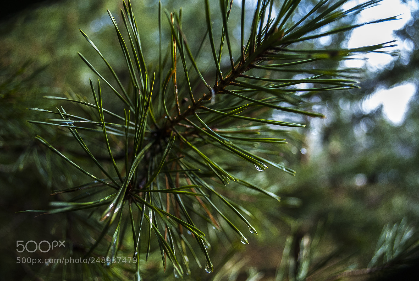 Nikon D3000 sample photo. Pine photography