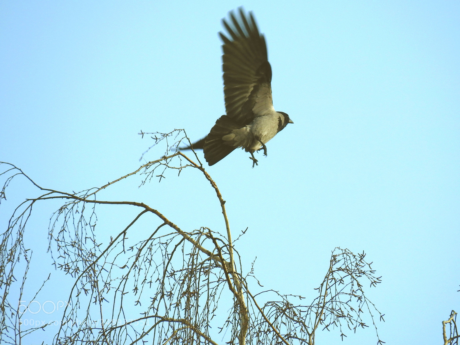 Nikon Coolpix P900 sample photo. Take off! photography
