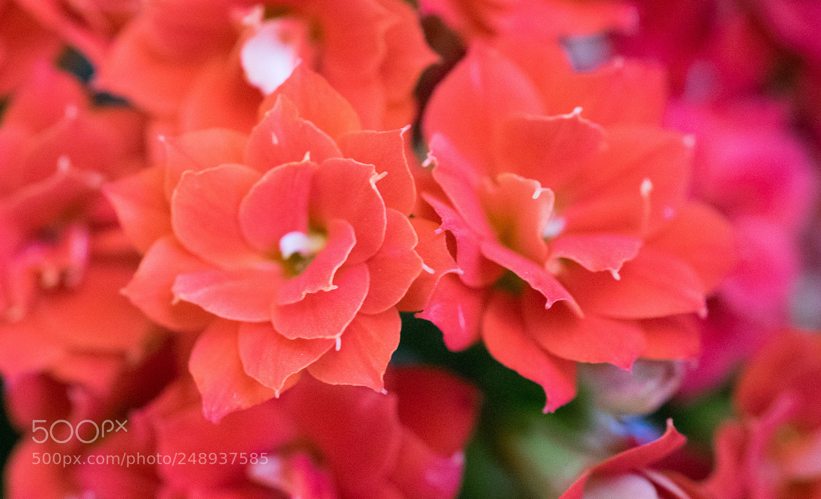 Sony a7 sample photo. Untitled photography