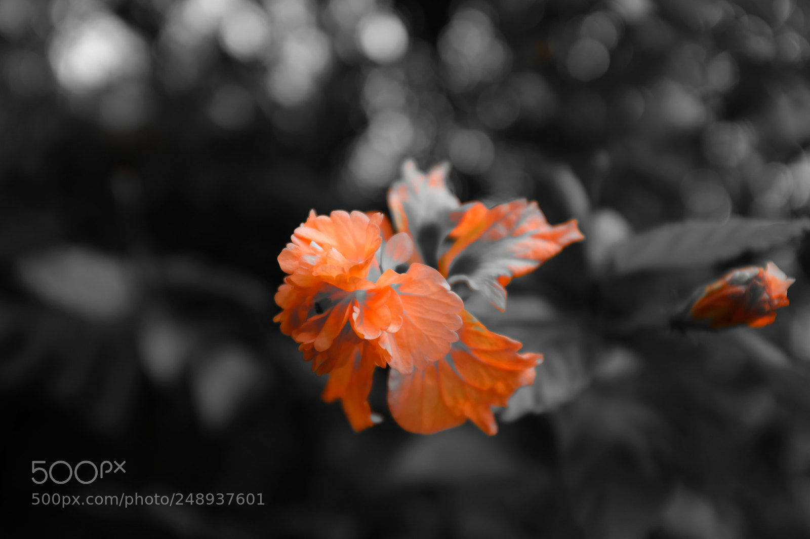 Fujifilm X100F sample photo. Untitled photography