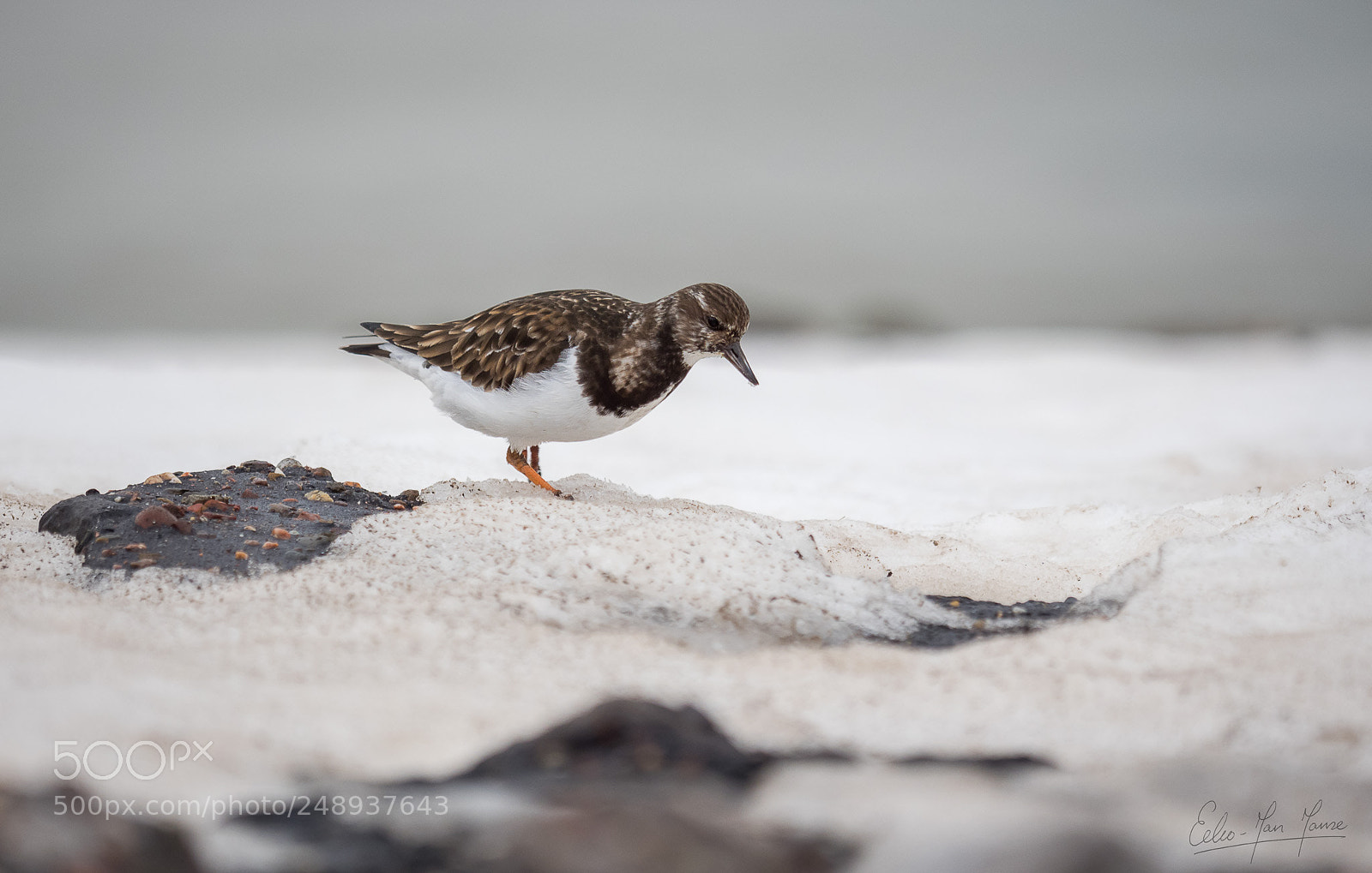 Olympus OM-D E-M1 Mark II sample photo. Ruddy turnstone photography
