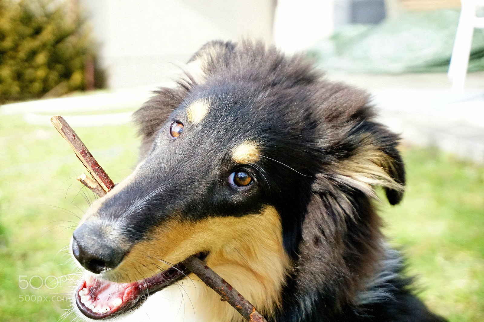 Sony a6300 sample photo. Collie (five months) photography
