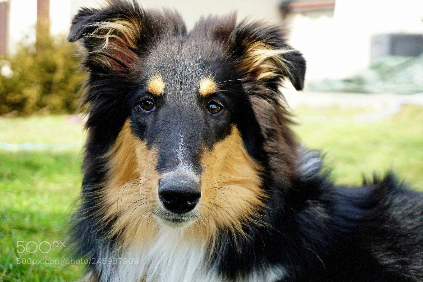 Sony a6300 sample photo. Collie (five months) photography