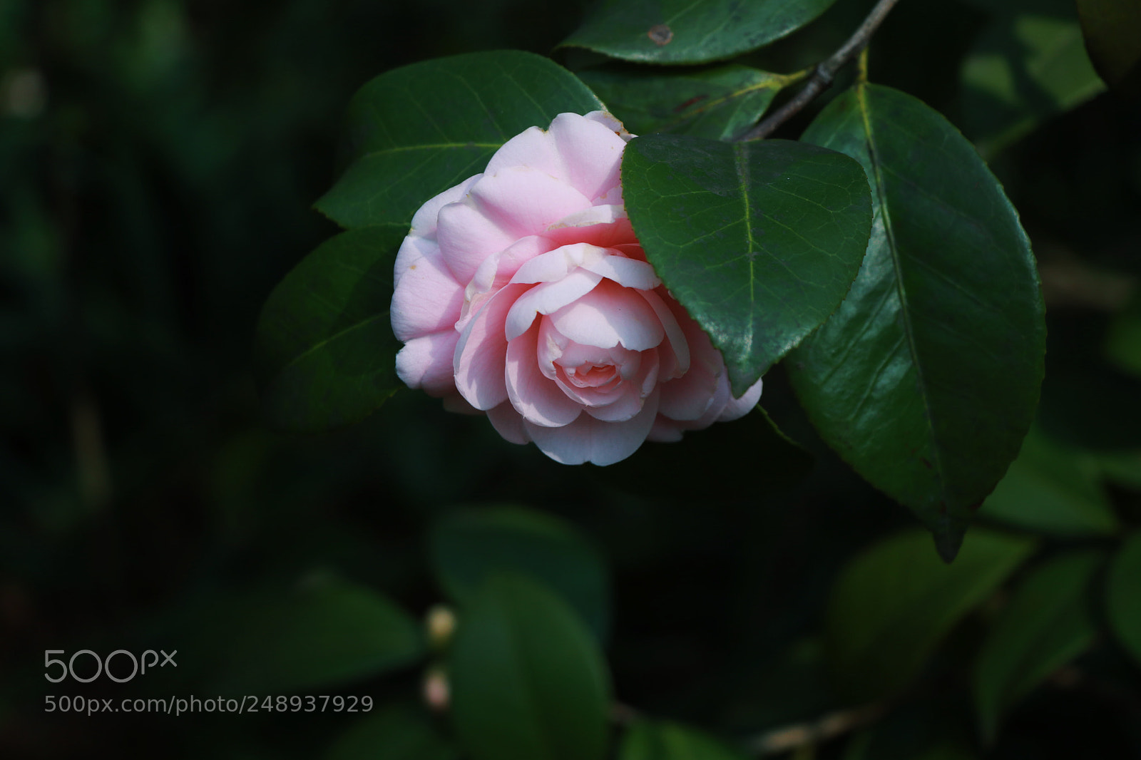 Canon EOS 80D sample photo. 含羞带怯 photography