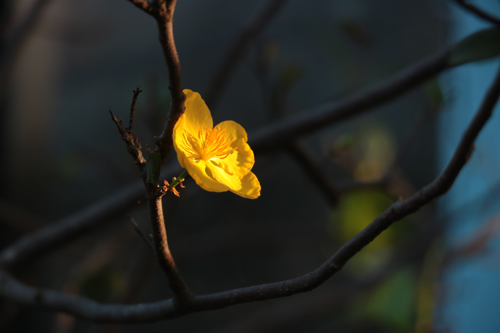 Canon EOS 750D (EOS Rebel T6i / EOS Kiss X8i) sample photo