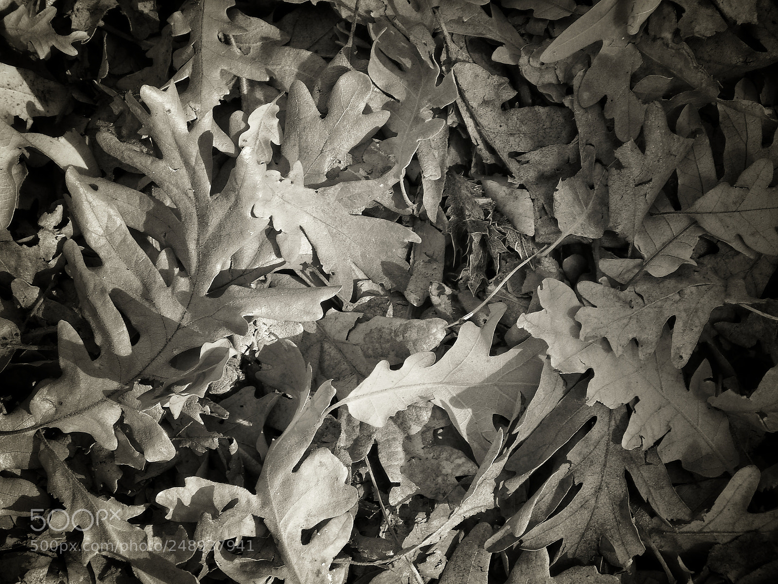 Fujifilm FinePix SL1000 sample photo. Hojas photography