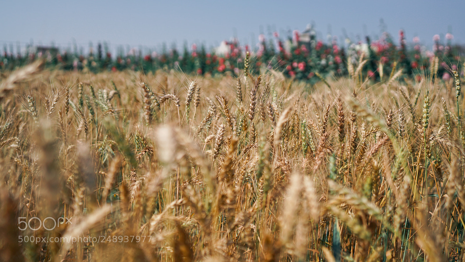 Sony a7R II sample photo. Wheat photography
