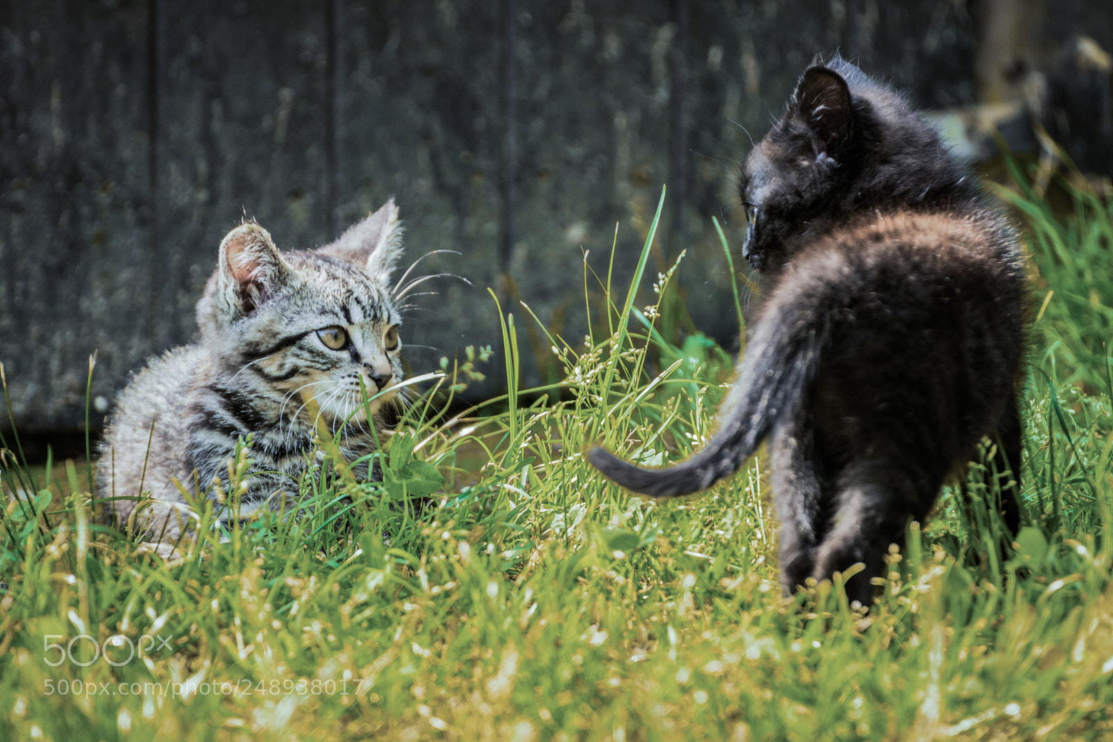 Canon EOS 750D (EOS Rebel T6i / EOS Kiss X8i) sample photo. Sguardo felino photography