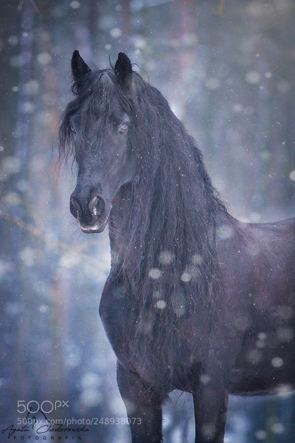 Canon EOS 7D sample photo. Cezar photography
