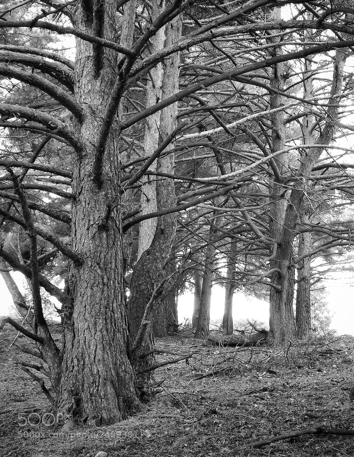 Fujifilm FinePix SL1000 sample photo. Arboles photography