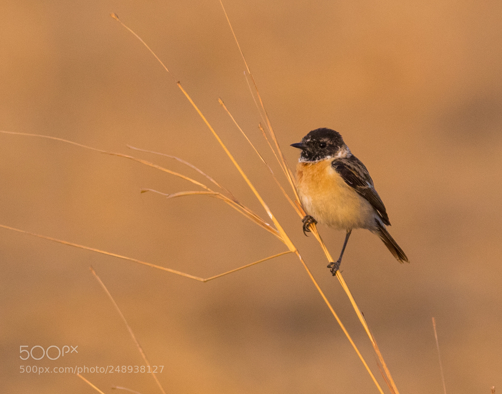 Canon EOS 700D (EOS Rebel T5i / EOS Kiss X7i) sample photo. Common stonechat photography