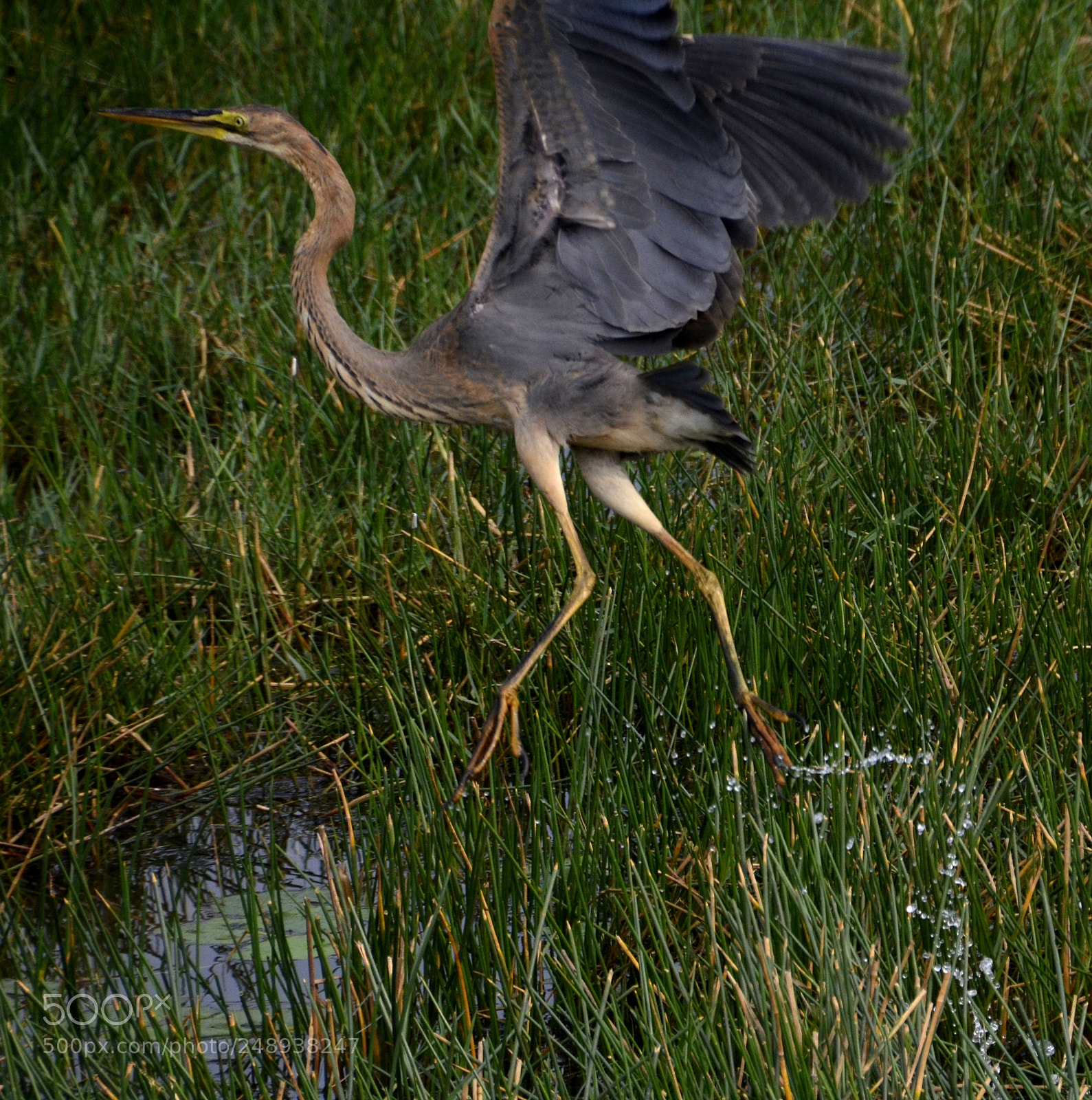 Nikon D5100 sample photo. I am coming photography