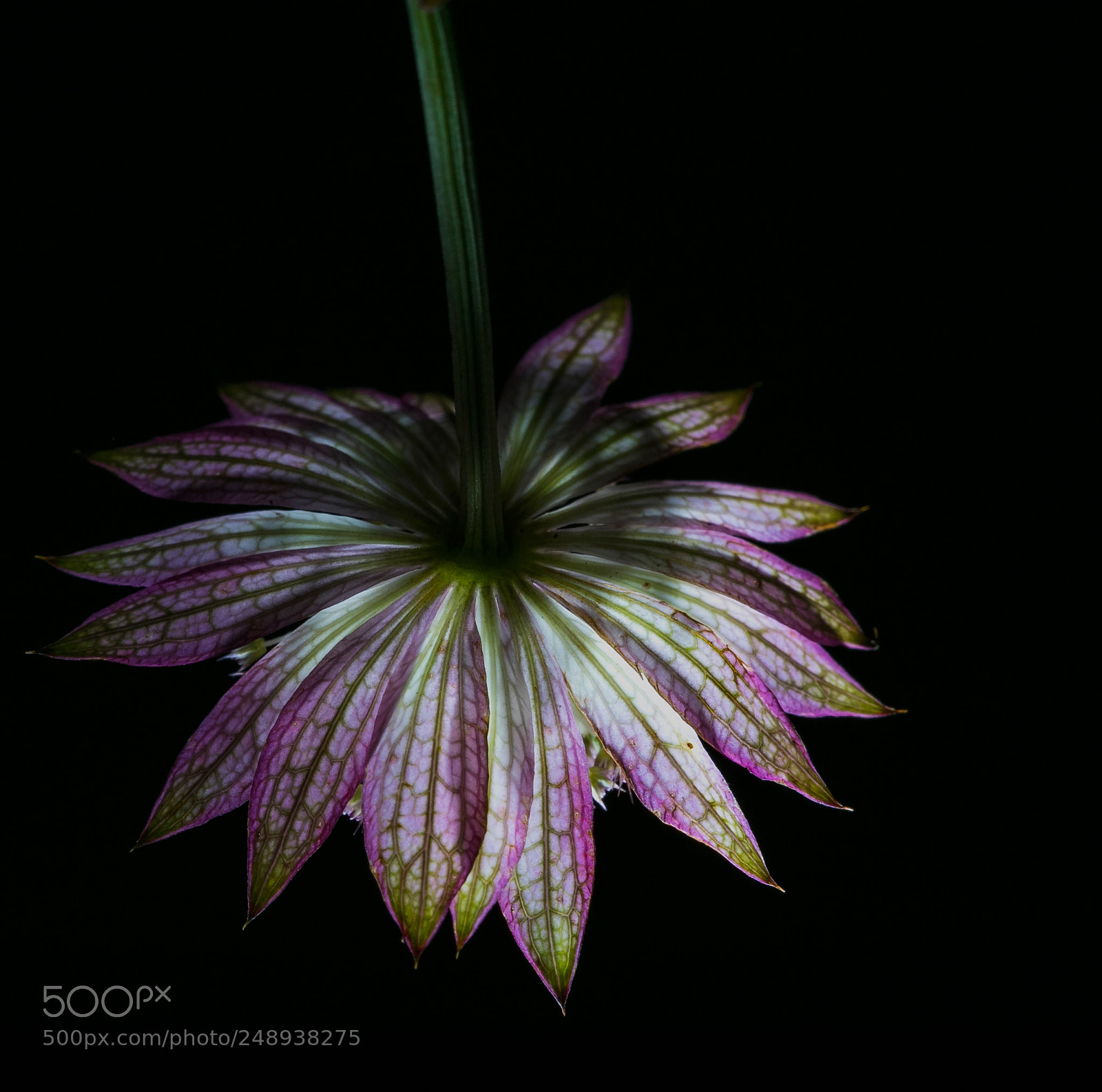 Canon EOS 7D Mark II sample photo. Abstract star photography