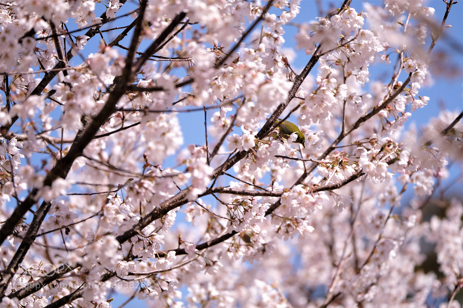 Fujifilm X-T2 sample photo. Spring is coming soon photography