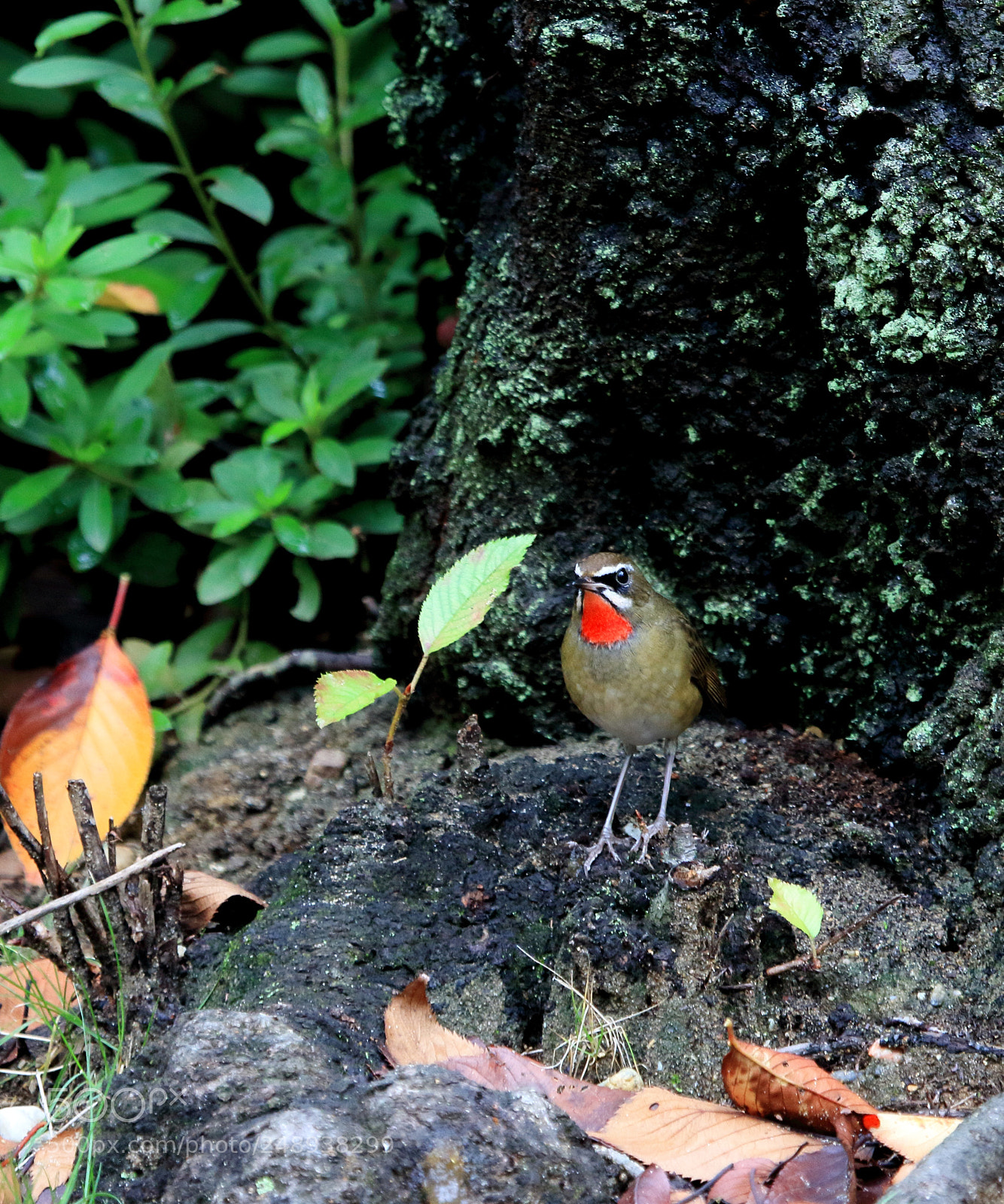 Canon EOS 7D Mark II sample photo. ノゴマ siberian rubythroat photography