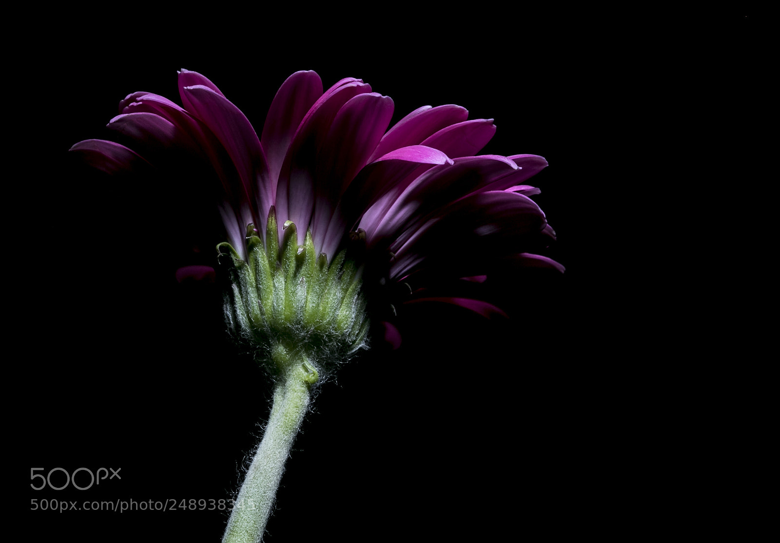 Canon EOS 7D Mark II sample photo. Flower shadows photography