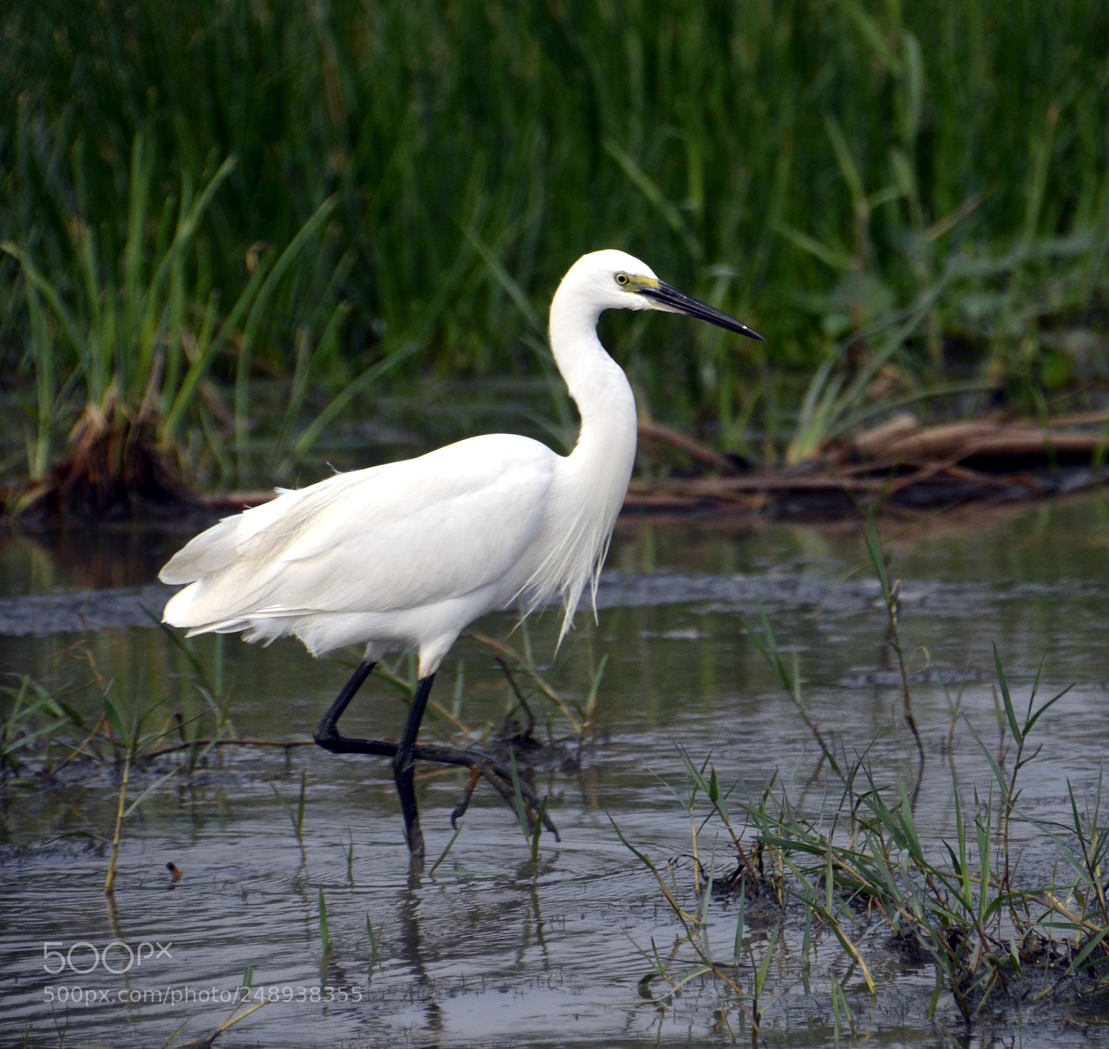 Nikon D5100 sample photo. Birds photography