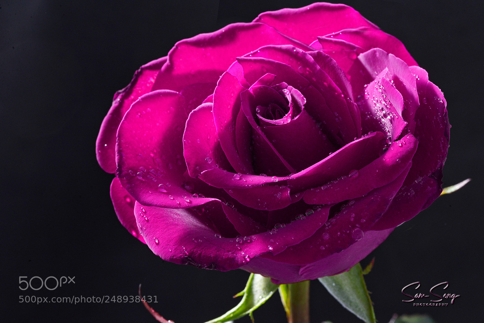 Nikon D600 sample photo. Rare pink rose photography