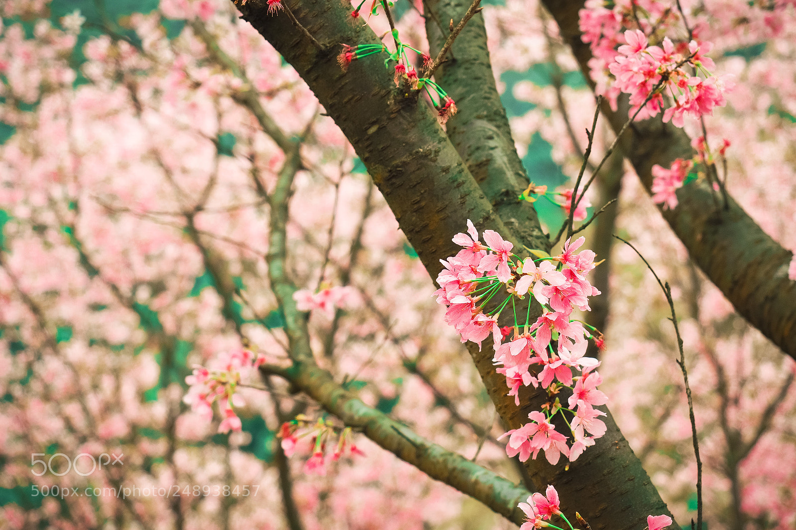 Olympus PEN-F sample photo. Pink moment photography