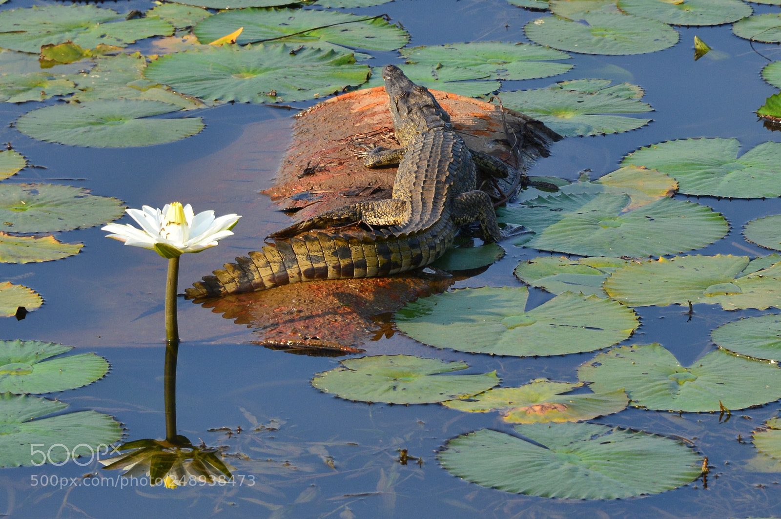 Nikon D800 sample photo. Untitled photography