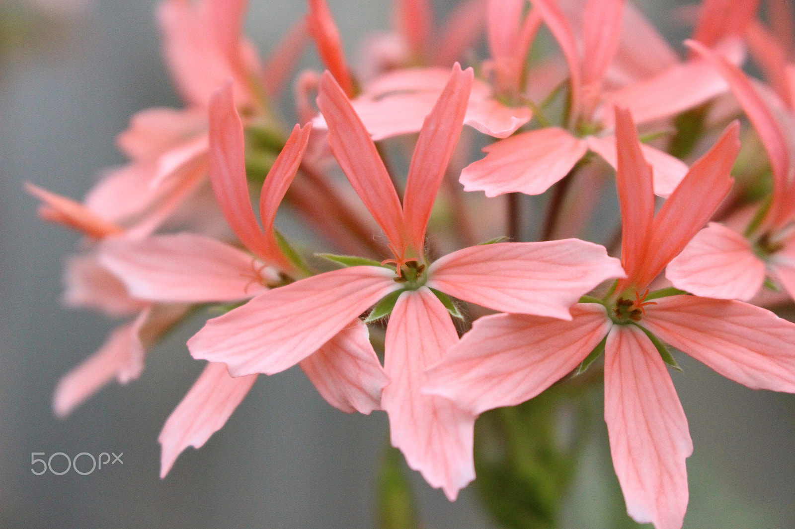 Canon EOS 100D (EOS Rebel SL1 / EOS Kiss X7) sample photo. Spring flower photography