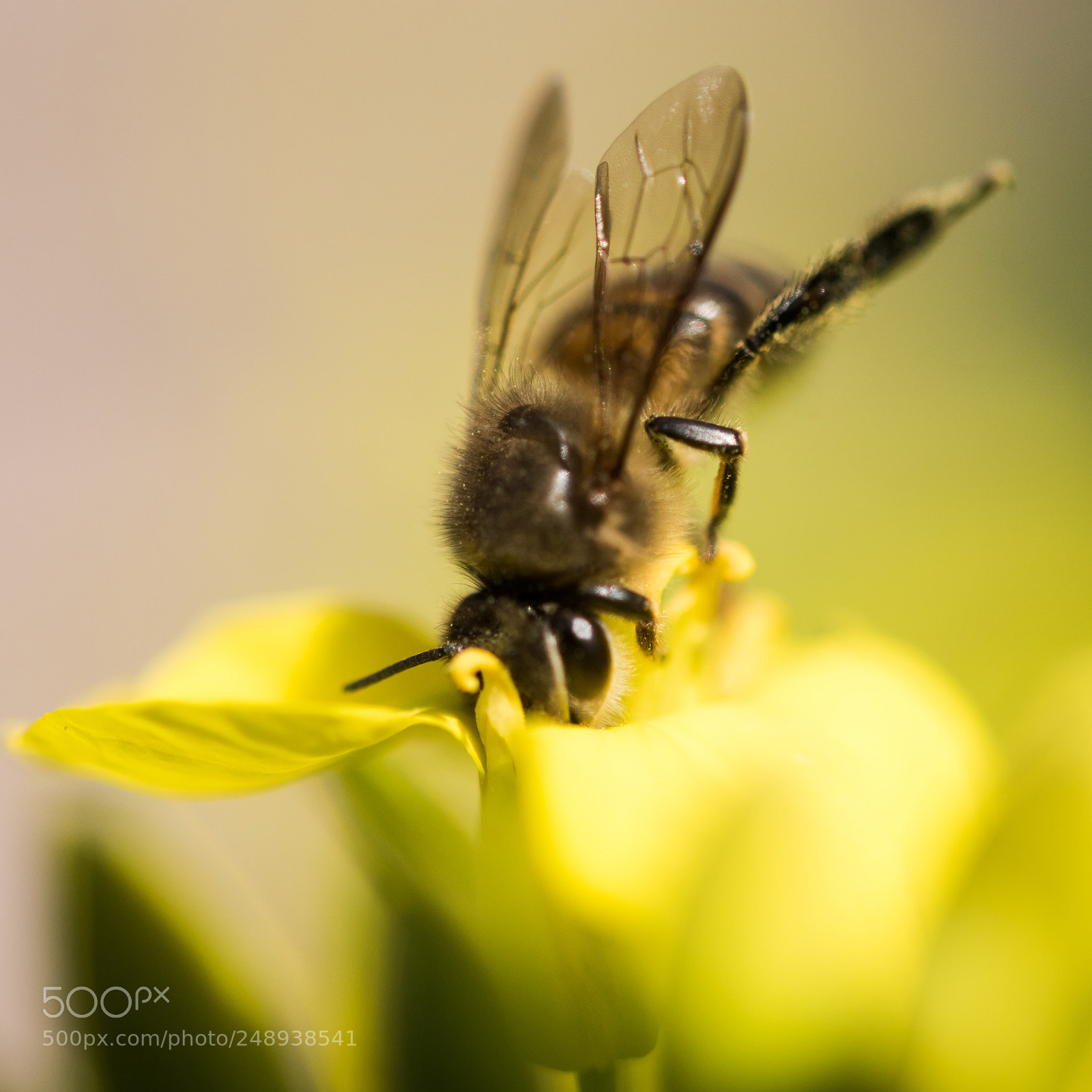 Nikon D810 sample photo. 蜜蜂bee photography